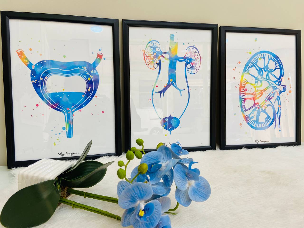 Série de 3 tableaux thème urologie  